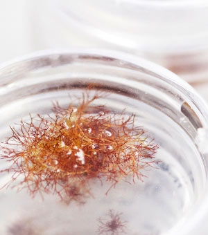 Ingrediente naturale de calitate