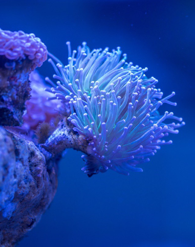 JEREMY GOBE, Sea Art